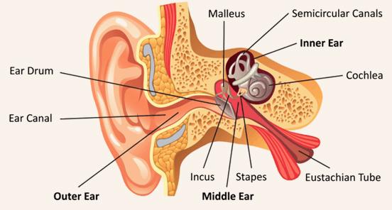ear diagram